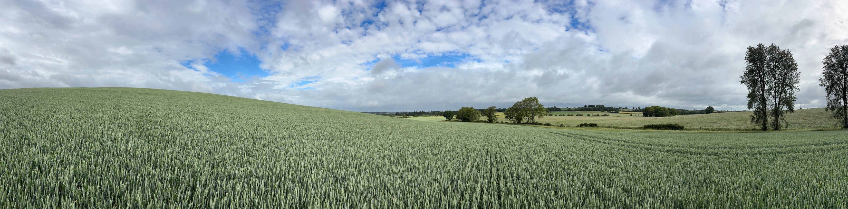 Wheat field panorama